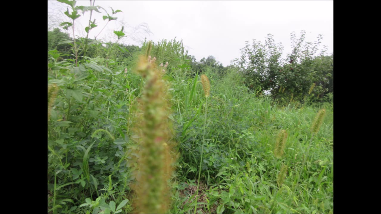 Cool Season Bunchgrass Yellow Foxtail July 2024