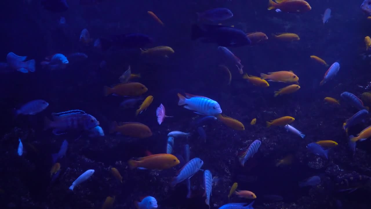 Bright fish swim in the aquarium