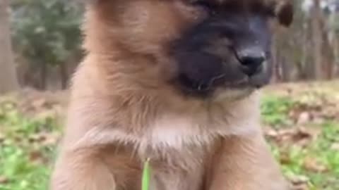 Cute puppy Drunk🥴🍺 🐶