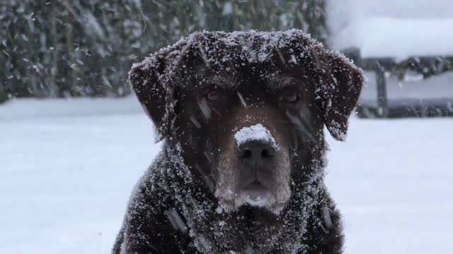 The Labrador Retriever and Snow Dog