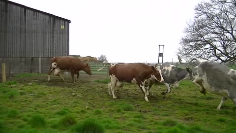 Dairy Cows