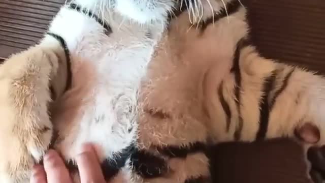 Tiger pet