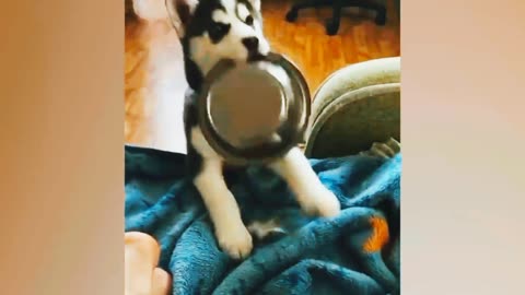 Funniest Animals 2023 🤩😂 Best Dogs and Cats Videos of The Month 🐶😻