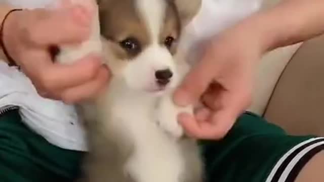 Very Cute Dog SO Adorable