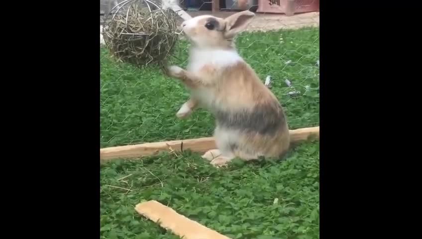 Funny Baby Bunny Rabbit Videos