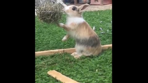 Funny Baby Bunny Rabbit Videos