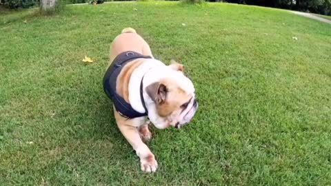 The dog testing the vest #Shorts