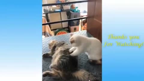 so funny and cute animals
