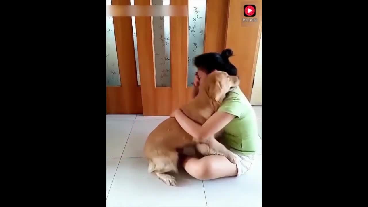BRAVE AND ADORABLE DOGS TRYING TO SAVE THEIR OWNER- FUR HERO