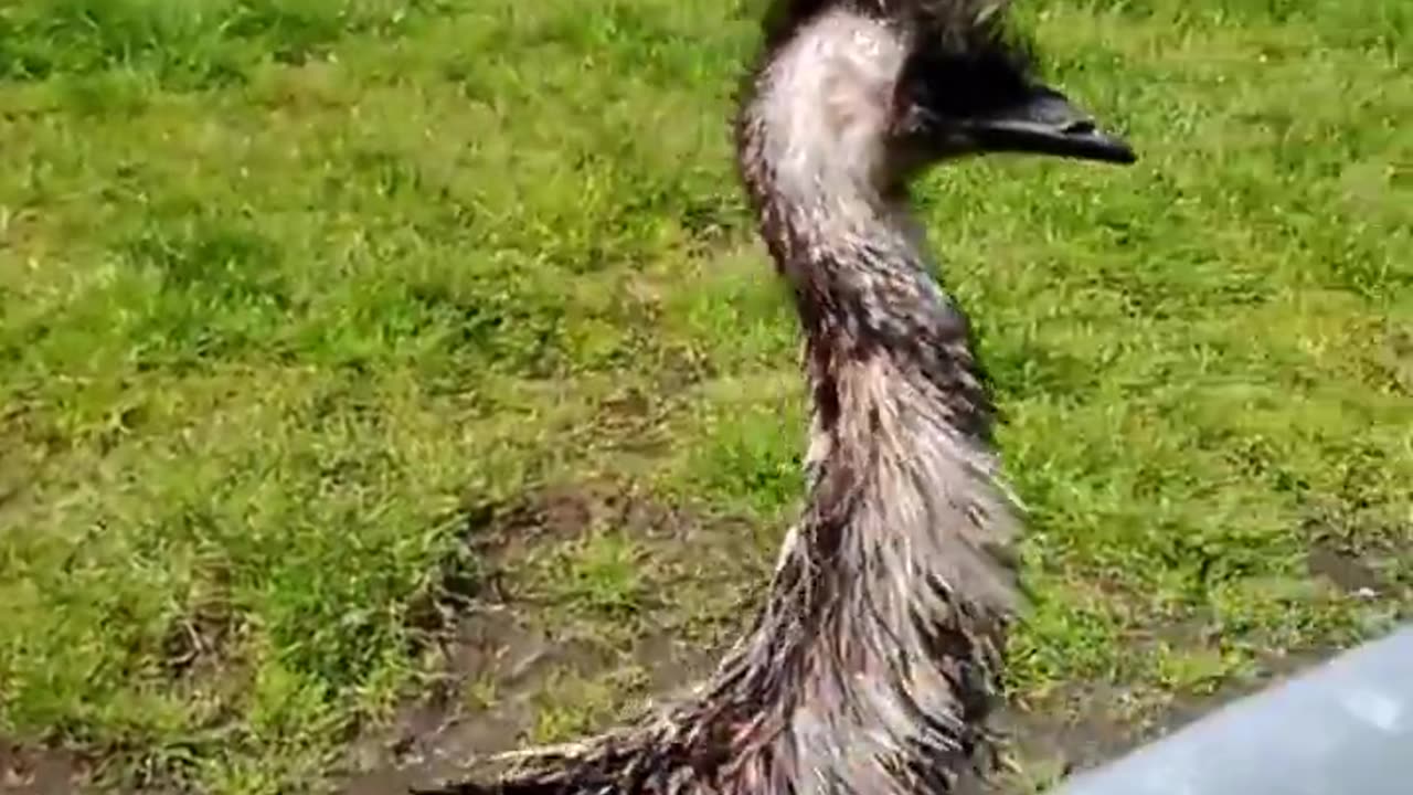 FUNNY VIDEO, EMU BITES A GUYS FINGER, Fist Aid Kits Below,