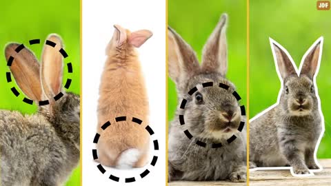 Rabbit Body Language Explained