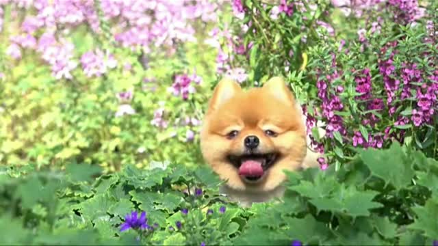 Cute Dogs Compilation - Funny Dog - Cute Puppy Dog pals#shorts