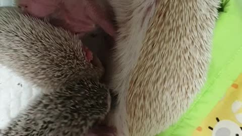 Hedgehog motherhood