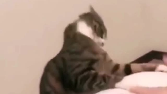 Daily life record of pet cat 2