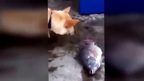 Animals Helping Other Animals
