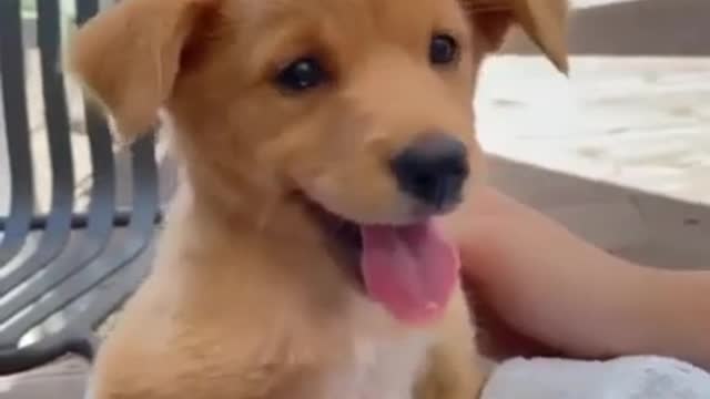 Funny Moments Animals - Best Of The Adorable Pets #Shorts