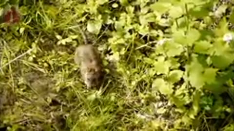 Find out About cute creature feline ,canine duck, otter, cow, squirrel - creature sound
