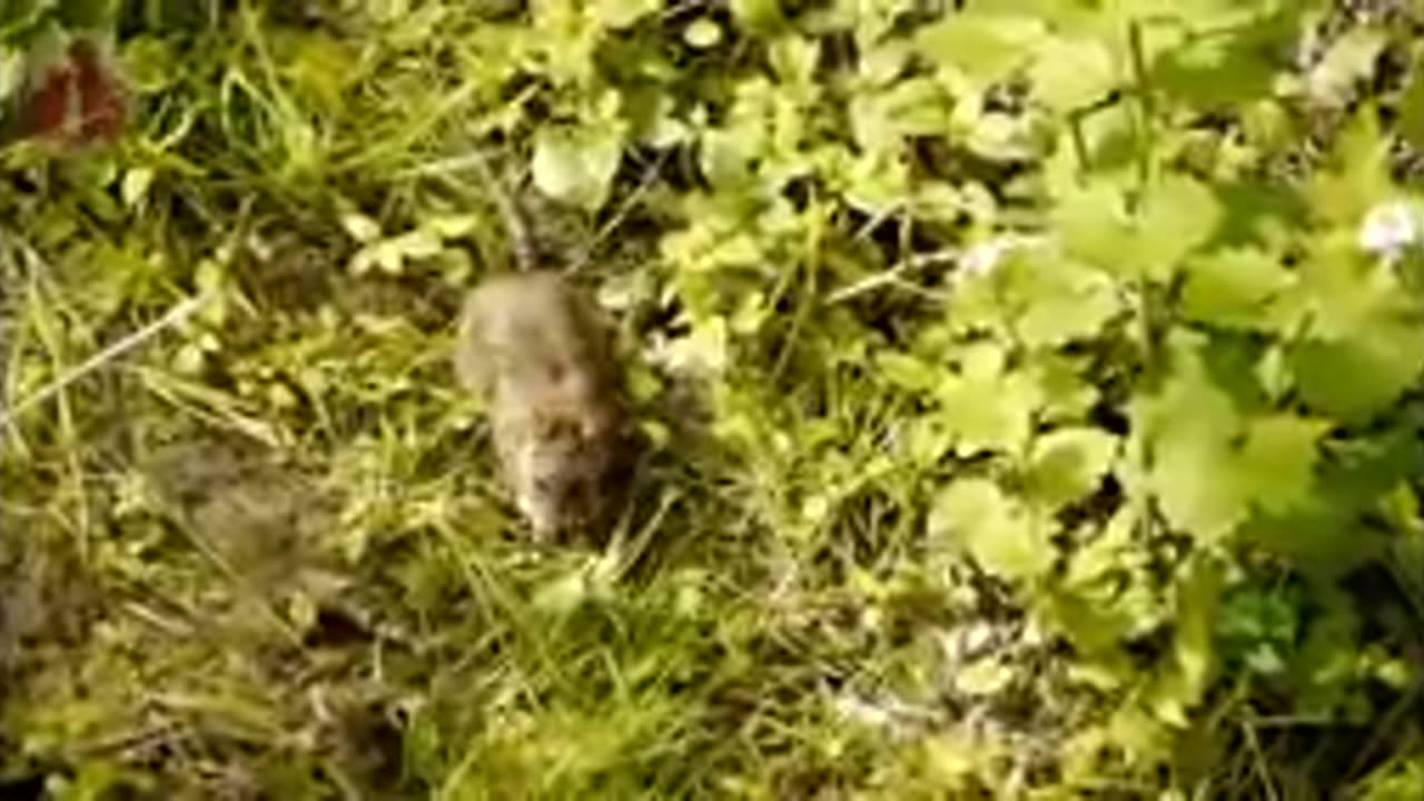 Find out About cute creature feline ,canine duck, otter, cow, squirrel - creature sound