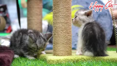 Two kittens having fun and learning how to climb tall trees | Happy Cats