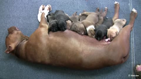 2 Week Old Pit Bull Puppies