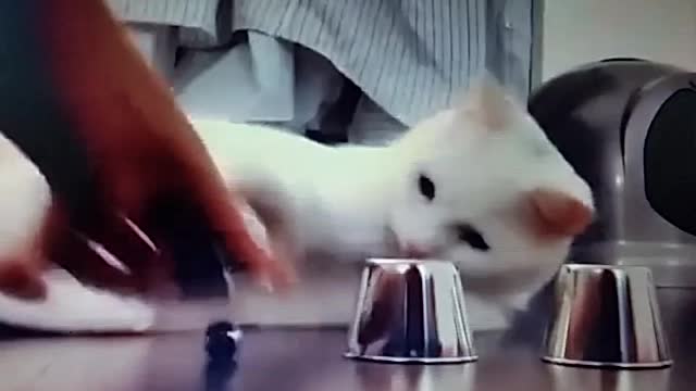 Funny Video | The Intellectual Cat | The Action