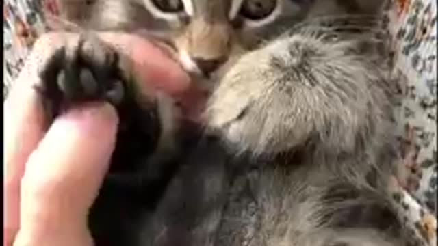 Aww Cute Baby Cats ♥ Best Funny Cat Videos 2021 #shorts