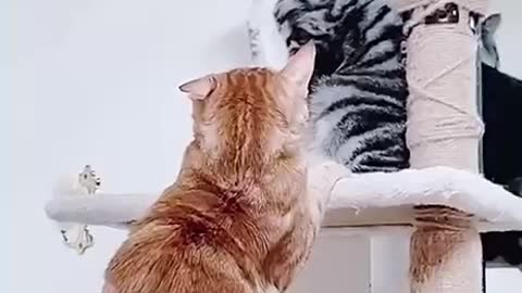 Funny cat