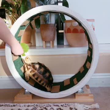 Tortoise Motivated By Treats To Use Hamster Wheel