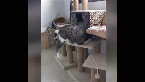 Funny Cats Being Funny Cats