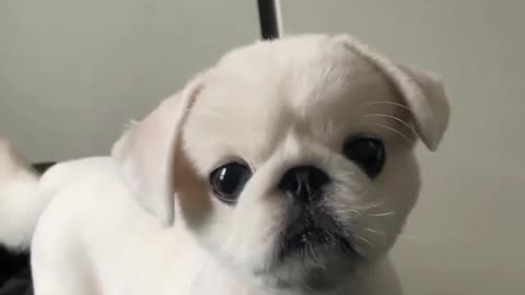 What crossbreed is this? 😳 Cutest