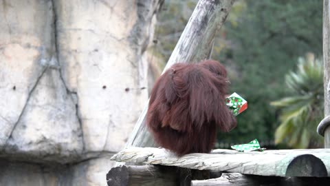 An Orangutan Christmas