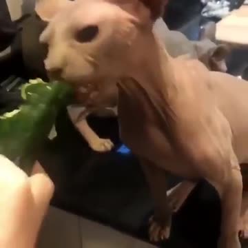 When you're hungry and you want cucumbers