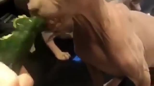 When you're hungry and you want cucumbers
