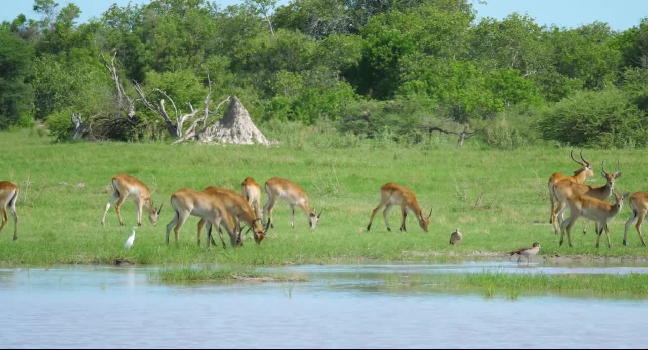 Amazing Wildlife Of Africa in clips.HtCABP