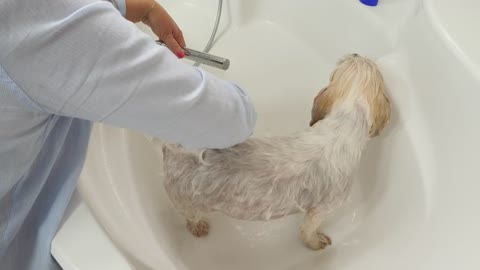 Comment laver son chien avec les shampooings Vc