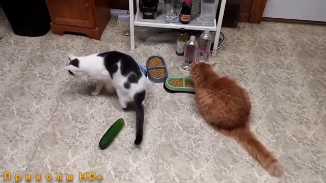 CATS AND CUCUMBERS. ETERNAL FEAR. LAUGHTER