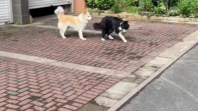 When she came back from running, Bella was very happy and invited her to play with her