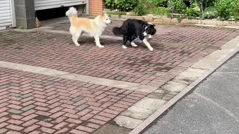 When she came back from running, Bella was very happy and invited her to play with her