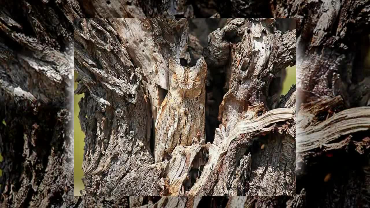 Animais que sabe se camuflar.