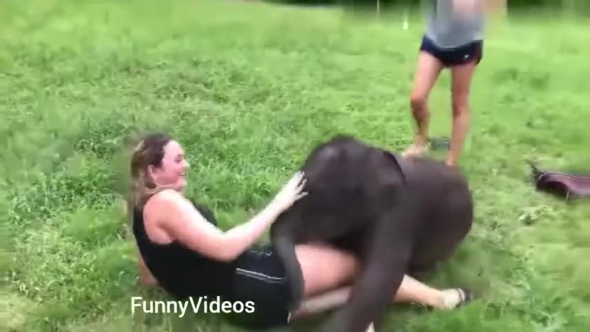 Sexy girls vs Animals // Funny Animals vs Humans video // 2021 Compilation