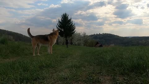 Dog slow motion running video