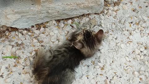 lovely cats playing