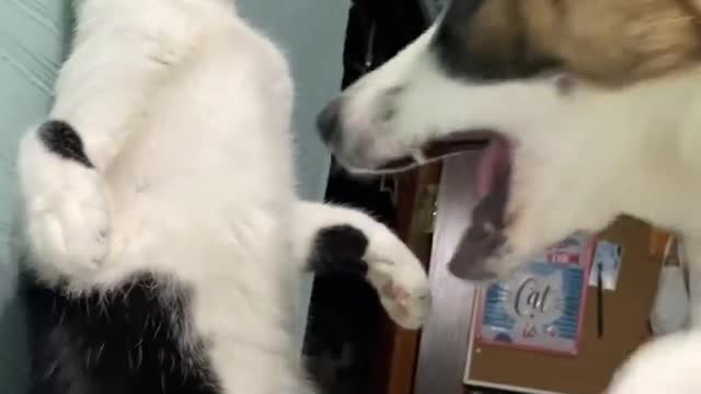 Cat and dog punish eachother 😂