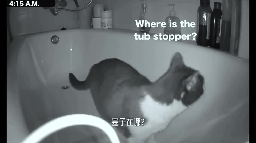 The camera records the cat's nocturnal activities Pt5