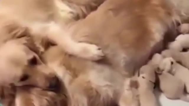 Most romantic and caring dog couple attending to the puppies