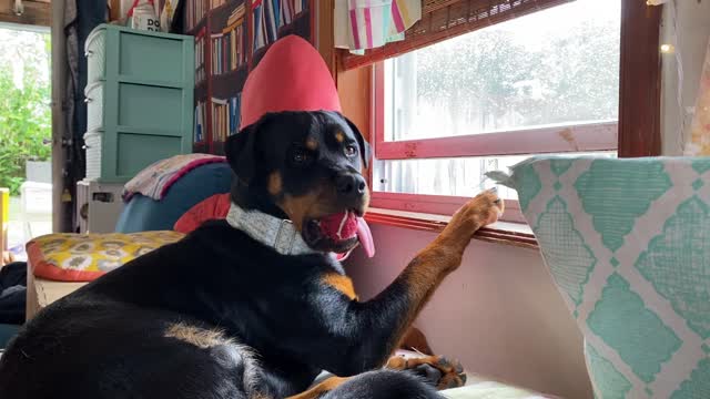 This Rottweiler has a very unique (and hilarious) way of relaxing