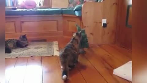 Funny cats and dogs