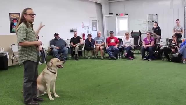 Dog training videos/ dog jumping