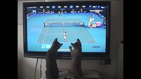 Gatos bengaleses juegan al tenis con Andy Murray