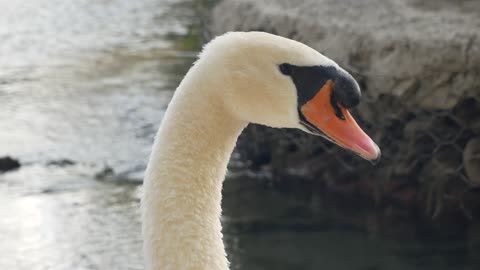 Head And Neck Of A Swan